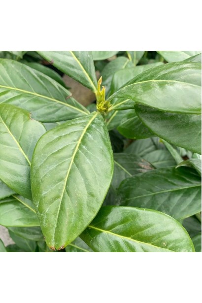 Лавровишня лікарська Новіта глянцеве темно-зелене листя яйцевидної форми